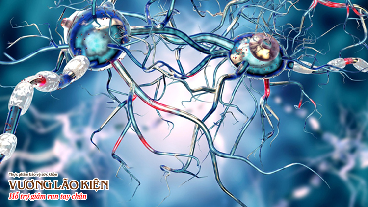 Hệ thống ngoại tháp gồm một nhóm tế bào thần kinh nhân xám ở vị trí đáy đại não